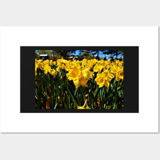 Daffodils in Spring Posters and Art